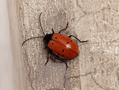Cucujiformia