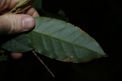 Quintinia sieberi