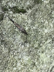 Archaeognatha