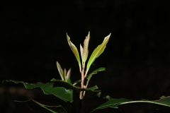 Quintinia sieberi