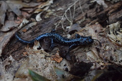 Plethodon cylindraceus