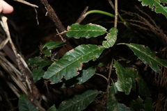 Quintinia sieberi