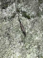 Archaeognatha