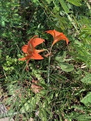 Hippeastrum