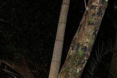 Archontophoenix cunninghamiana