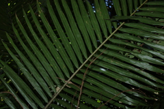 Archontophoenix cunninghamiana