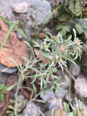 Gnaphalium uliginosum