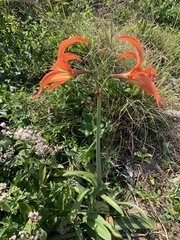 Hippeastrum