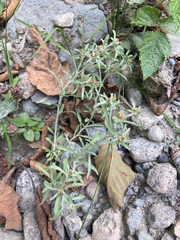 Gnaphalium uliginosum