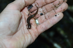 Gyrinophilus porphyriticus