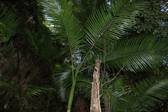 Archontophoenix cunninghamiana