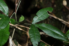 Acronychia pubescens