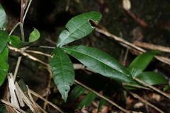 Acronychia pubescens