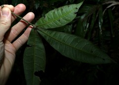 Acronychia pubescens