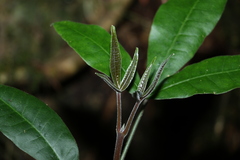 Acronychia pubescens