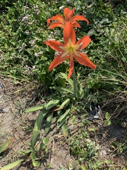 Hippeastrum