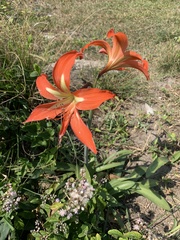 Hippeastrum
