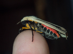 Creatonotos