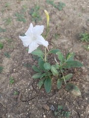Ruellia metziae