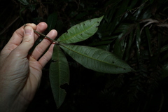 Acronychia pubescens