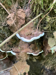 Ganoderma applanatum