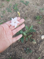 Ruellia metziae