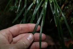 Haplopteris ensiformis