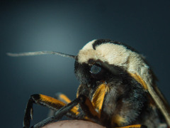 Creatonotos