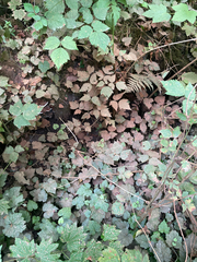 Ganoderma applanatum