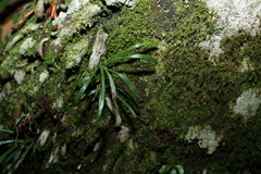 Haplopteris ensiformis