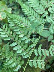 Dryopteris expansa