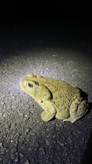 Incilius alvarius