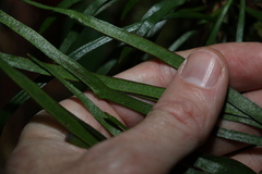 Haplopteris ensiformis