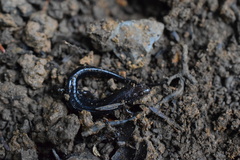 Desmognathus orestes