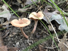 Lactarius camphoratus