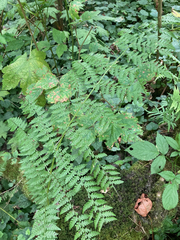 Dryopteris expansa