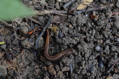 Desmognathus orestes