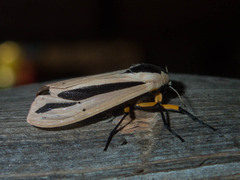 Creatonotos