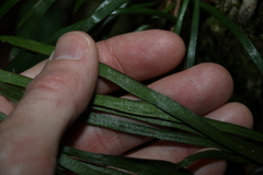 Haplopteris ensiformis