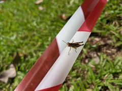 Pseudoxya diminuta