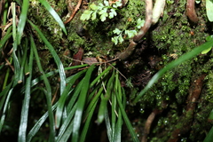 Haplopteris ensiformis