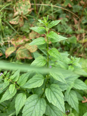 Scutellaria lateriflora