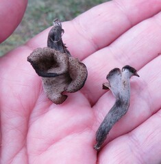 Craterellus