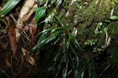 Haplopteris ensiformis