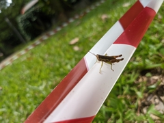 Pseudoxya diminuta