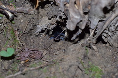 Plethodon cylindraceus