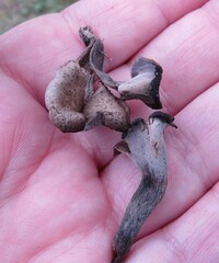 Craterellus