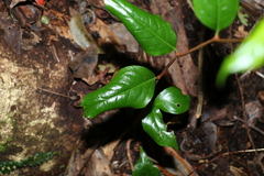 Celastrus subspicatus