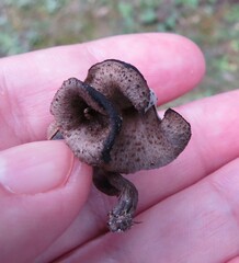 Craterellus