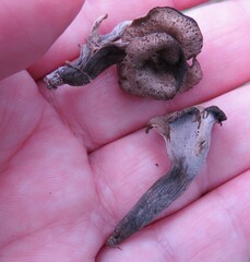 Craterellus